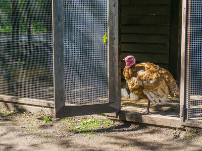 turkey bird standing in the door opening