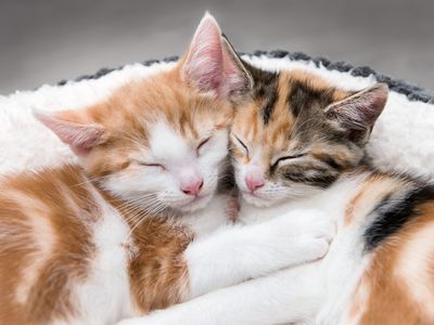 Two cute kittens in a fluffy white bed