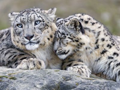 Two snow leopard cuddling