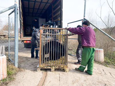 bear rescue in Kyiv