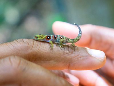 Union Island gecko on a finger