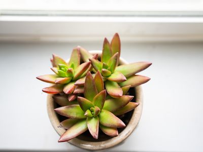 up close star red succulent against white window