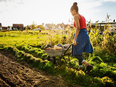 Urban Farmer Transporting Freshly Harvested Pumpkins In Wheelbarrow