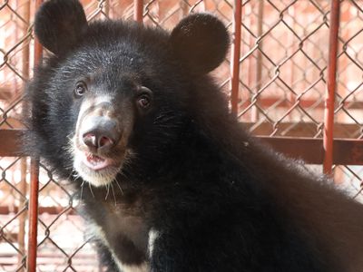 rescued moon bear