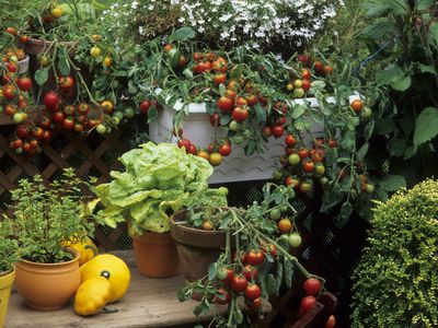 Vegetable and aromatic plant on Balcony