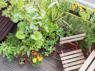 Vegetable and flower plants on balcony