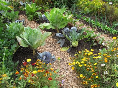 Vegetable Garden