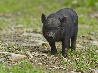 Vietnamese potbelly pig (Sus scrofa f. domestica), piglet, captive, Austria