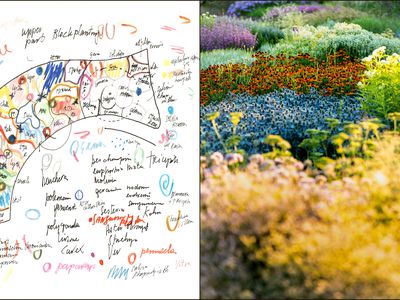 A sketch and garden of biodiverse plants