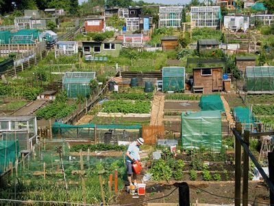 man watering vegetables