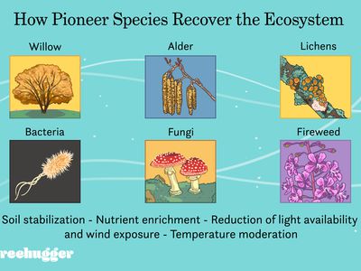 How Pioneer Species Recover the Ecosystem illustration