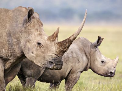 White rhino female and calf. Lake Nakuru National Park. Kenya