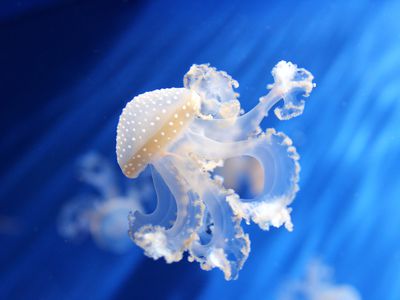 White-spotted Jellyfish swimming in sunlight