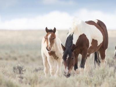 mare and foal spotted horses graze in open pasture with big blue sky