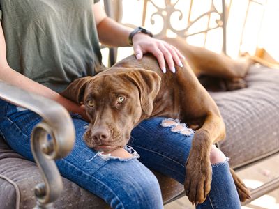 chocolate lab rests head on woman's lap on outside chair