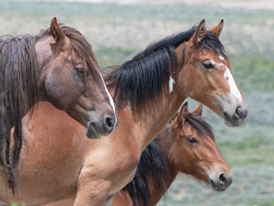 wild horses in Colorado