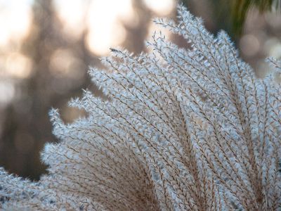 genetically modified miscanthus, an ornamental white feathery grass 