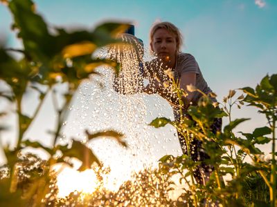 Woman cares for plants, watering green shoots from a watering can at sunset. Farming or gardening concept