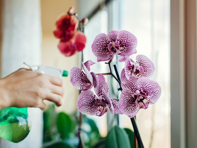 Woman spraying water on blooming orchid on window sill. Girl taking care of home plants and flowers.