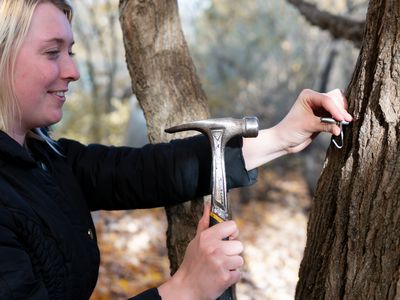 woman outside hammers maple tap to tree