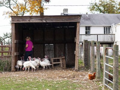 woman feeds group of turkeys in wooden shed on farm