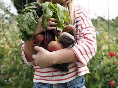 Working on an allotment