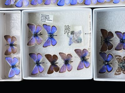 Xerces blue butterflies