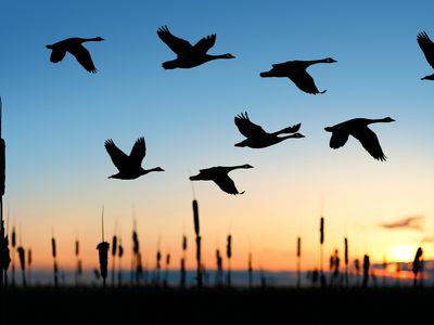 XL migrating canada geese