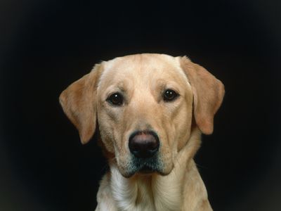 Yellow Labrador Retriever