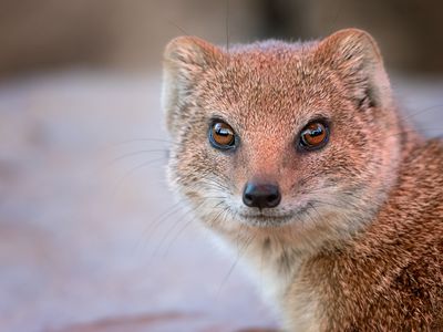 yellow mongoose portrait