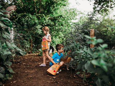 Young brother and sister picking fresh tomatoes from garden