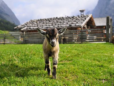 Pygmy goat walking toward camera with barn in background