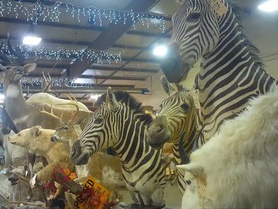 zebra and other taxidermy for sale