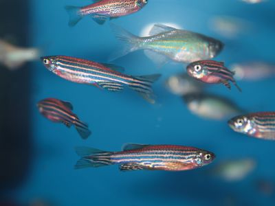 zebrafish swimming