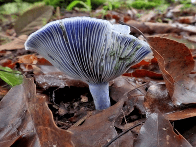 Lactarius indigo (Schwein.) Fr. observed in Mexico.