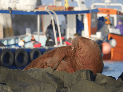 Freya the walrus in Norway