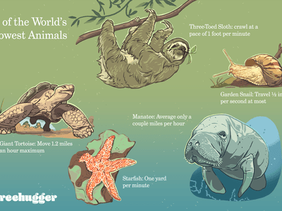 5 of the world's slowest animals