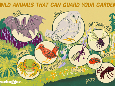 wild animals that can guard your guarden