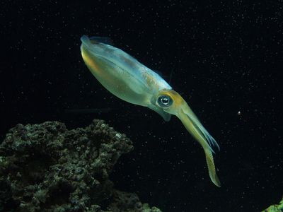 oval squid with prominent eye tapering off into many long tentacles in black marine environment